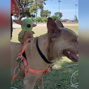 Meet your Posher, Manny